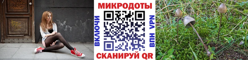 Псилоцибиновые грибы Psilocybe Спас-Деменск